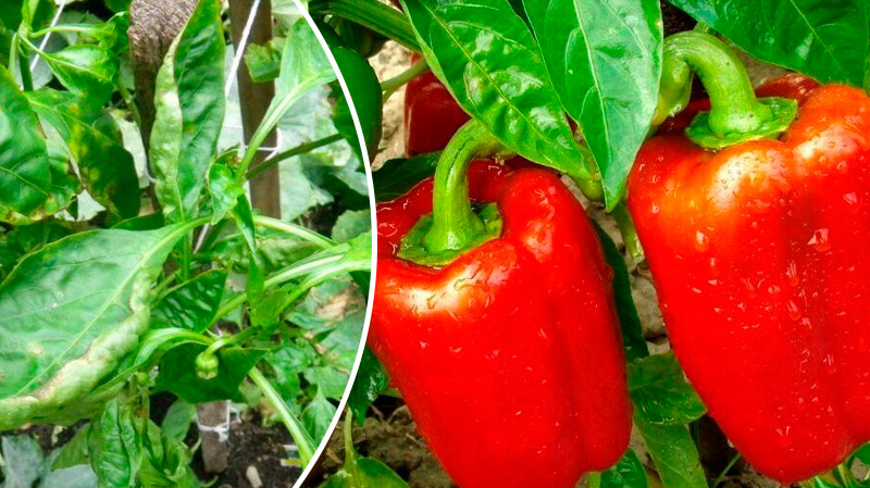 Почему у перца скручиваются листья лодочкой: советы для дачников-новичков