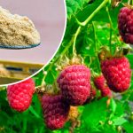 Каждый год получаю обильный урожай малины — и всё благодаря обычной горчице! 17 Каждый год получаю обильный урожай малины — и всё благодаря обычной горчице!