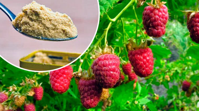 Каждый год получаю обильный урожай малины — и всё благодаря обычной горчице!