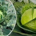 Забыла, что такое вредители на капусте — и всё благодаря обычной валерьянке!