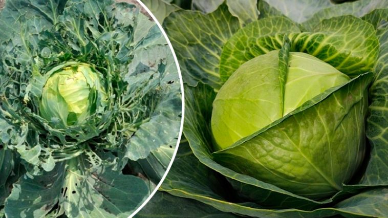 Забыла, что такое вредители на капусте — и всё благодаря обычной валерьянке!