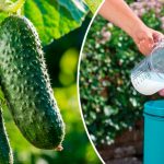 Необычный, но результативный способ увеличить урожай огурцов 13 Необычный, но результативный способ увеличить урожай огурцов