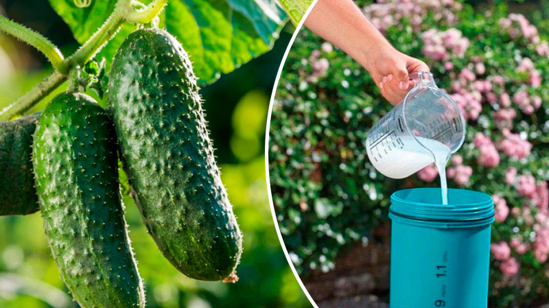 Необычный, но результативный способ увеличить урожай огурцов