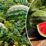 Как вырастить вкусные и сладкие арбузы: важные советы для дачников 13 Как вырастить вкусные и сладкие арбузы: важные советы для дачников