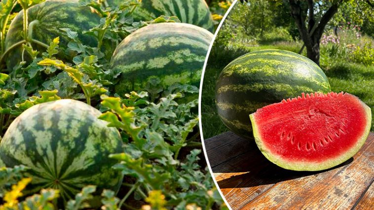 Как вырастить вкусные и сладкие арбузы: важные советы для дачников