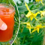 Подкормите помидоры во время цветения — и соберёте сладкий, мясистый урожай! 14 Подкормите помидоры во время цветения — и соберёте сладкий, мясистый урожай!