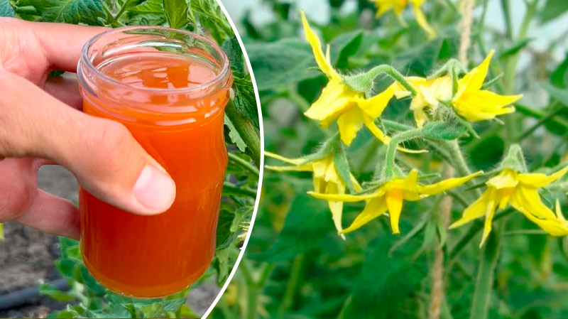 Подкормите помидоры во время цветения — и соберёте сладкий, мясистый урожай!