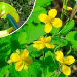 ΠΠΎΡΠ΅ΠΌΡ ΠΎΠ³ΠΎΡΠΎΠ΄Π½ΠΈΠΊΠΈ Π½Π΅ ΠΈΠ·Π±Π°Π²Π»ΡΡΡΡΡ ΠΎΡ ΡΠΈΡΡΠΎΡΠ΅Π»Π°: 3 ΠΏΠΎΠ»Π΅Π·Π½ΡΡ
ΡΠΏΠΎΡΠΎΠ±Π° ΠΏΡΠΈΠΌΠ΅Π½Π΅Π½ΠΈΡ 13 ΠΠΎΡΠ΅ΠΌΡ ΠΎΠ³ΠΎΡΠΎΠ΄Π½ΠΈΠΊΠΈ Π½Π΅ ΠΈΠ·Π±Π°Π²Π»ΡΡΡΡΡ ΠΎΡ ΡΠΈΡΡΠΎΡΠ΅Π»Π°: 3 ΠΏΠΎΠ»Π΅Π·Π½ΡΡ
ΡΠΏΠΎΡΠΎΠ±Π° ΠΏΡΠΈΠΌΠ΅Π½Π΅Π½ΠΈΡ