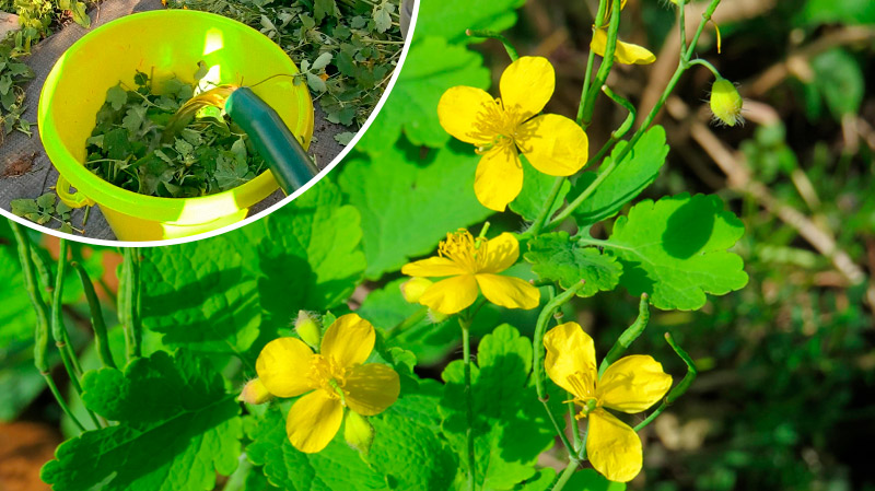 Почему огородники не избавляются от чистотела: 3 полезных способа применения