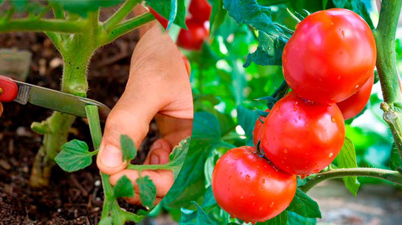 Какую листву у томатов нужно удалять: что обрывать, чтобы не навредить растениям