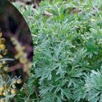 ПОЛЫНЬ — не сорняк, а лекарственный клад природы 13 ПОЛЫНЬ — не сорняк, а лекарственный клад природы