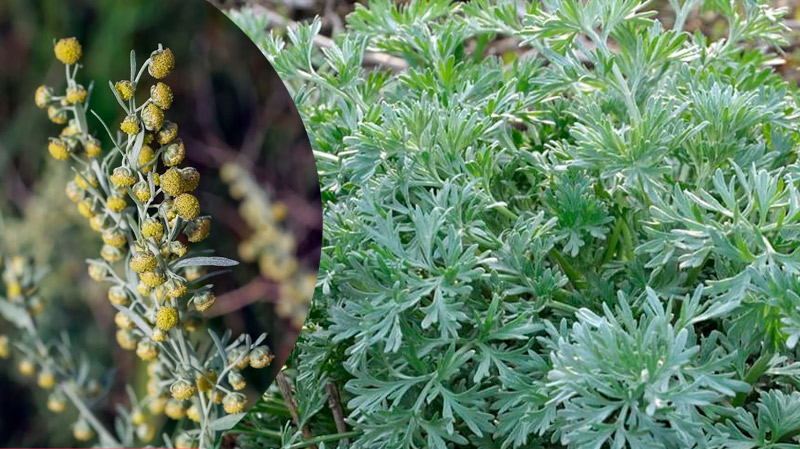 ПОЛЫНЬ — не сорняк, а лекарственный клад природы