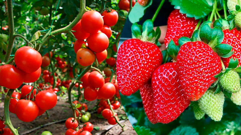 Калийное удобрение своими руками — для сладкой клубники и наливных томатов!