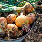 Почему лук начинает гнить прямо на грядке: 5 частых причин и как спасти урожай