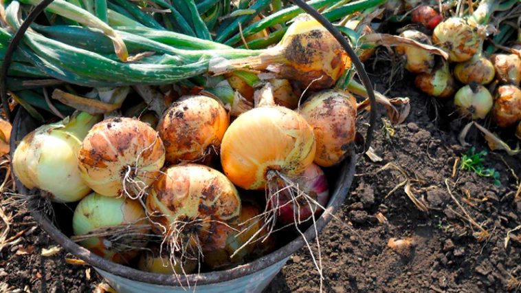 Почему лук начинает гнить прямо на грядке: 5 частых причин и как спасти урожай