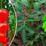 Листовая подкормка томатов: увеличение урожая и защита от фитофторы
