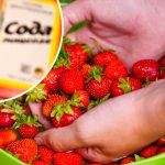 Зачем мыть клубнику с содой и как делать это правильно 14 Зачем мыть клубнику с содой и как делать это правильно