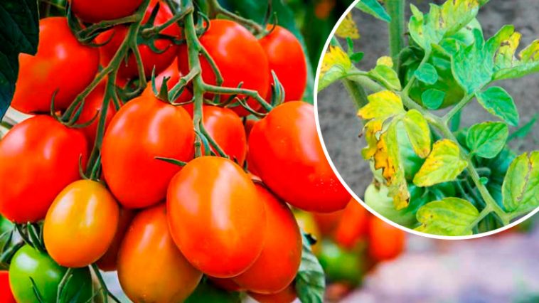 Почему желтеют листья помидоров и как этого избежать, чтобы не остаться без урожая
