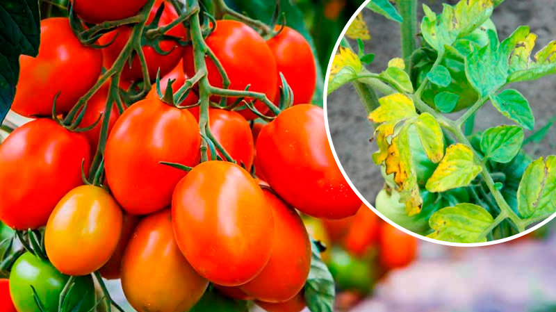 Почему желтеют листья помидоров и как этого избежать, чтобы не остаться без урожая