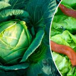 Натуральное средство от слизней, улиток, гусениц и блошек — защита моих грядок уже 20 лет 18 Натуральное средство от слизней, улиток, гусениц и блошек — защита моих грядок уже 20 лет