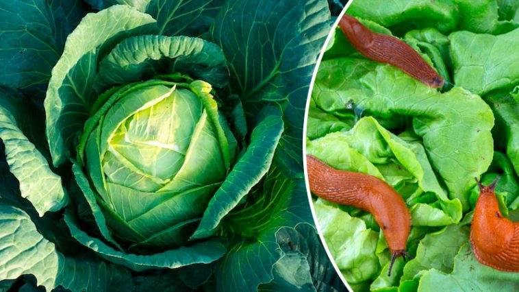 Натуральное средство от слизней, улиток, гусениц и блошек — защита моих грядок уже 20 лет