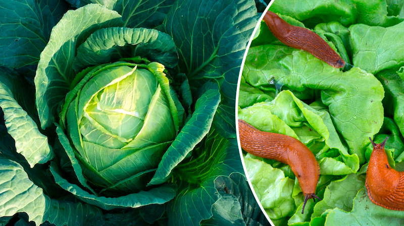 Натуральное средство от слизней, улиток, гусениц и блошек — защита моих грядок уже 20 лет