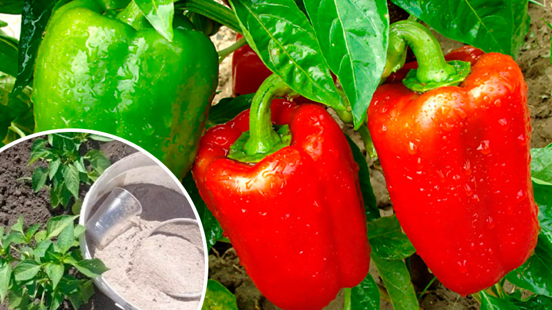 В начале лета огородники активно ухаживают за посадками, і подкормка перца мелом в июне — одно из важных мероприятий, которое не стоит упускать. 5 причин внести мел под перец в июне: Мел снижает кислотность почвы, нормализуя уровень pH до 5–6. Обогащает растения кальцием, необходимым для здорового роста. Помогает восстановлению повреждённых тканей. Плоды становятся крепкими, мясистыми и сочными. Значительно снижается риск появления вершинной гнили. Как приготовить подкормку: В 10 литров тёплой воды добавляют стакан мела и коробок спичечной сечевины. Тщательно перемешивают и поливают под корень. Обработку проводят не чаще одного раза в месяц. Важно знать: Перец предпочитает слабокислую или нейтральную почву, поэтому при внесении щелочных компонентов, таких как мел, следует соблюдать осторожность.