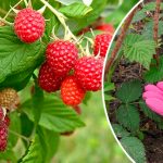 Малине перед цветением это крайне важно: советы по уходу для щедрого урожая