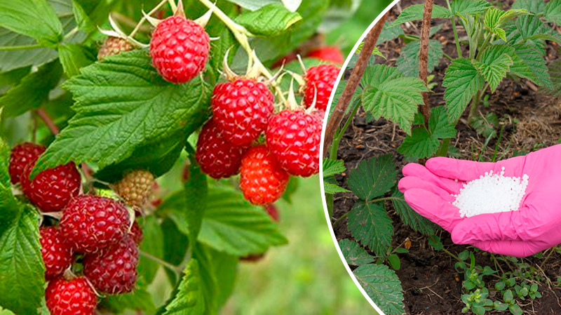 Малине перед цветением это крайне важно: советы по уходу для щедрого урожая
