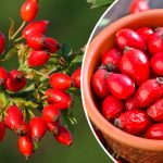 Шиповник: природный источник здоровья