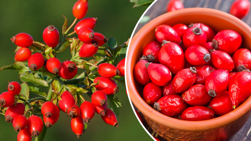 Шиповник: природный источник здоровья