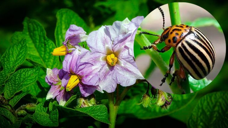 Одно растение против колорадского жука: что стоит посадить рядом с картошкой
