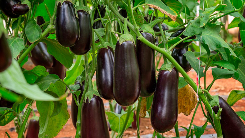 Почему баклажаны горчат: ошибка, которую совершают даже опытные огородники