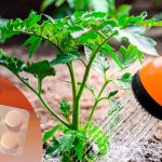 Полейте томаты и перцы раствором аспирина — результат удивит даже опытных дачников