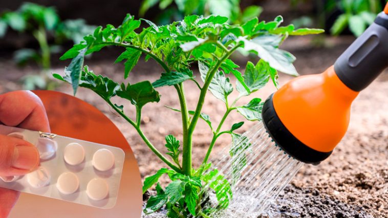 Полейте томаты и перцы раствором аспирина — результат удивит даже опытных дачников