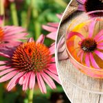 Эхинацея — природный усилитель иммунитета 19 Эхинацея — природный усилитель иммунитета