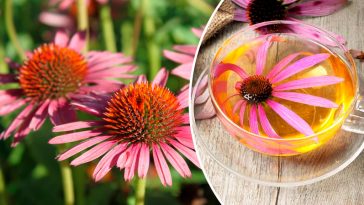Эхинацея — природный усилитель иммунитета 4 Эхинацея — природный усилитель иммунитета