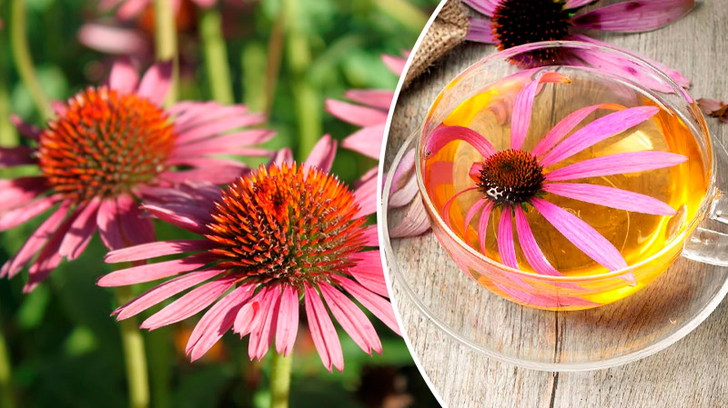 Эхинацея — природный усилитель иммунитета