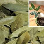 Зачем класть лавровый лист в горшки с комнатными цветами 14 Зачем класть лавровый лист в горшки с комнатными цветами