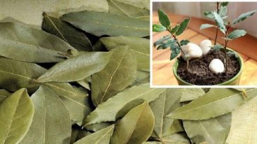 Зачем класть лавровый лист в горшки с комнатными цветами
