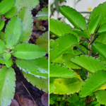 Универсальное растение с подоконника: целебные свойства перьевого каланхоэ 15 Универсальное растение с подоконника: целебные свойства перьевого каланхоэ