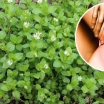 Мокрица: Нежное сокровище в каждом дворе 19 nibhsbhcsdcsjbcj