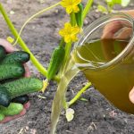 Огурцы будут радовать до первых заморозков — всего лишь подкармливайте правильно!