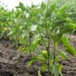 По два в одну лунку: почему перец лучше всего сажать именно так? 13 По два в одну лунку: почему перец лучше всего сажать именно так?