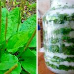 Подорожник с медом или сахаром — натуральное лекарство на весь год! Рецепты, которые действительно работают 14 Подорожник с медом или сахаром — натуральное лекарство на весь год! Рецепты, которые действительно работают