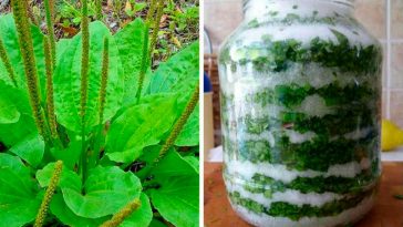 Подорожник с медом или сахаром — натуральное лекарство на весь год! Рецепты, которые действительно работают