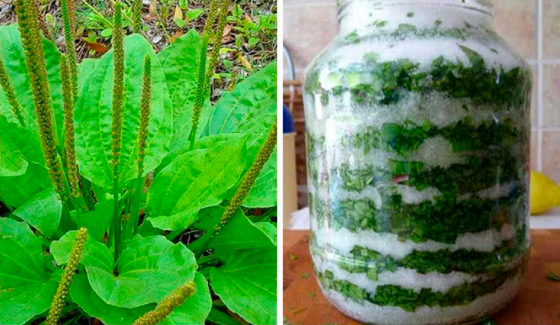 Подорожник с медом или сахаром — натуральное лекарство на весь год! Рецепты, которые действительно работают