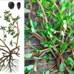 Портулак (Portulaca oleracea): суперфуд из огорода — польза, применение и где растет 14 Портулак (Portulaca oleracea): суперфуд из огорода — польза, применение и где растет