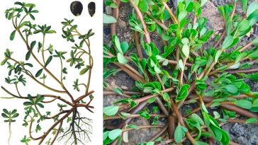 Портулак (Portulaca oleracea): суперфуд из огорода — польза, применение и где растет