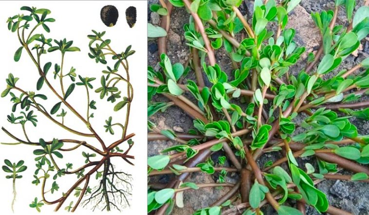 Портулак (Portulaca oleracea): суперфуд из огорода — польза, применение и где растет